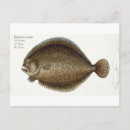 Zoek naar marine life briefkaarten Kruger