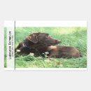 Zoek naar labrador retriever stickers Chocolade