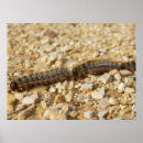 Zoek naar ongedierte posters Insect