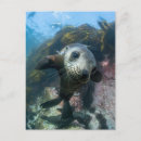 Zoek naar onderwater briefkaarten Oceaan