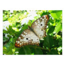 Zoek naar jasmijn posters Elk persoon