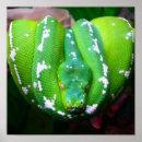 Zoek naar slangen posters Dierentuin