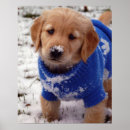 Zoek naar golden retriever puppy posters Patriottisch