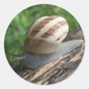 Zoek naar slakken stickers Insect