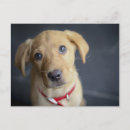 Zoek naar labrador puppy briefkaarten Fotografie