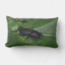 Zoek naar kever kussens Bug
