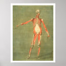 Zoek naar spierstelsel posters Anatomie