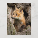 Zoek naar wildlife briefkaarten Vos