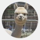 Zoek naar alpaca stickers Dieren