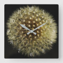 Zoek naar dandelion klokken Geel