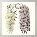 Zoek naar wisteria kunst Wisterie