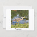Zoek naar reiger briefkaarten Meer