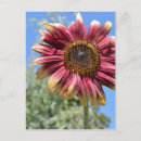 Zoek naar rood briefkaarten Zomer