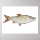 Zoek naar tetra posters Visserij