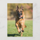 Zoek naar german shepherd briefkaarten Puppy