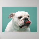 Zoek naar veterinaire posters Fotografie