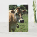 Zoek naar jersey koe kaarten Elk persoon