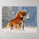 Zoek naar winter dieren posters Voor kinderen