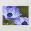 Zoek naar anemonen briefkaarten Bloem