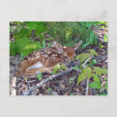 Zoek naar bambi briefkaarten Natuur