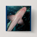 Zoek naar haai buttons Aquarium