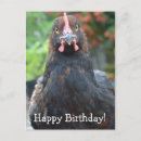 Zoek naar cochin kip Rooster