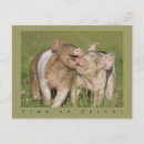 Zoek naar grappige varkens uitnodigingen Biggen