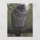 Zoek naar strix posters Veer