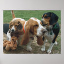 Zoek naar basset hond posters Beagle