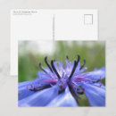 Zoek naar cornflower briefkaarten Bloesem