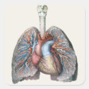Zoek naar menselijke anatomie stickers Longen