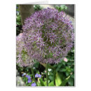 Zoek naar flower fotokaarten Bloem