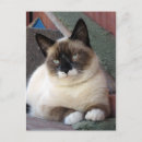 Zoek naar shiva briefkaarten Katten