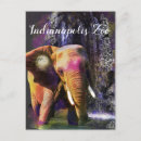 Zoek naar kleurrijke olifanten briefkaarten Pachyderm