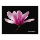 Zoek naar magnolia foto posters Floreel