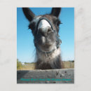 Zoek naar drama lama briefkaarten Humor