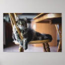 Zoek naar klep posters Kat