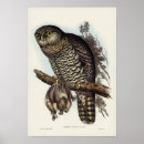Zoek naar vintage owl kunst Illustratie