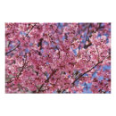 Zoek naar japanse kersenboom posters Sakura