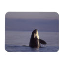 Zoek naar orca magneten Wild