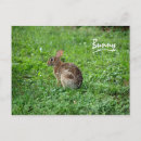 Zoek naar hazen briefkaarten Bruin
