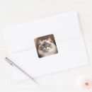 Zoek naar ragdoll kat stickers Schattig