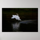 Zoek naar witte zwaan posters Wild