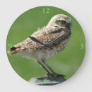 Zoek naar roofvogel klokken Natuurfotografie