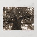 Zoek naar sepia fotografie Boom