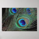 Zoek naar peacock feather kunst Dieren
