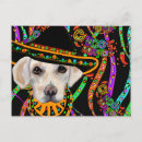 Zoek naar labrador retriever briefkaarten Labrador recovery ever