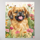 Zoek naar pekinees posters Pekingeshond