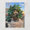 Zoek naar bonsai bomen briefkaarten Elk persoon
