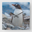 Zoek naar penguin klokken Blauw